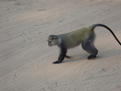 Cercopithecus mitis erythrarchus