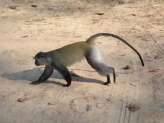 Cercopithecus mitis erythrarchus