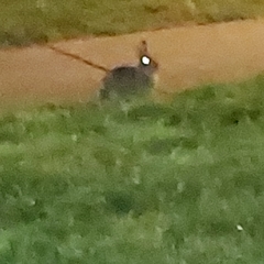 Sylvilagus floridanus