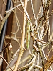 Heteroptera