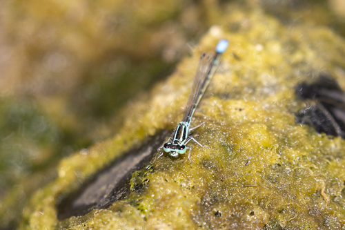 iNaturalist observation photo of Western Forktail