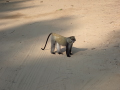 Cercopithecus mitis erythrarchus