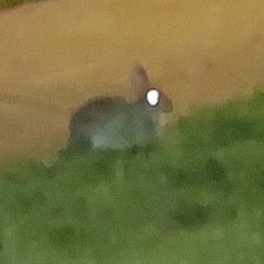 Sylvilagus floridanus