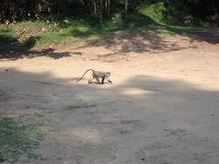 Cercopithecus mitis erythrarchus