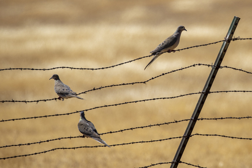 iNaturalist observation photo of Mourning Dove