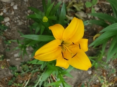 Lilium bulbiferum