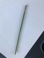 Eleocharis quadrangulata