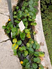 Hydrocleys martii