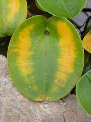 Hydrocleys martii