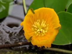Hydrocleys martii
