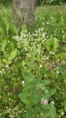 Lepidium draba