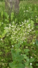 Lepidium draba