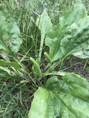 Plantago major
