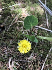 Tussilago