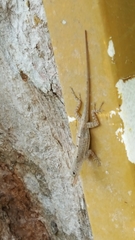 Anolis stratulus