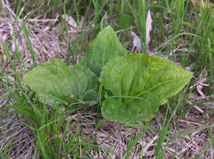 Symplocarpus renifolius