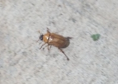 Cyclocephala borealis