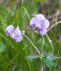 Geranium reinii