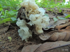 Tremella fuciformis image