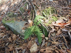 Struthiopteris niponica