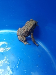 Bufo bufo