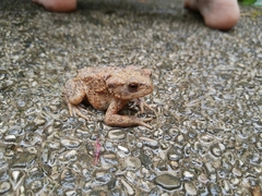 Bufo bufo