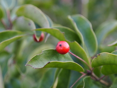 Ilex pedunculosa