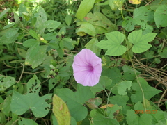 Ipomoea ficifolia