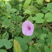 Fig-leaved Morning Glory - Photo no rights reserved, uploaded by Peter Warren