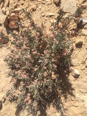 Astragalus spinosus