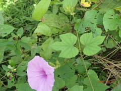 Ipomoea ficifolia