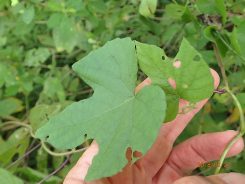 Image of Ipomoea ficifolia by no rights reserved
