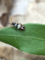 Heterogaster artemisiae