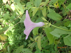 Ipomoea ficifolia
