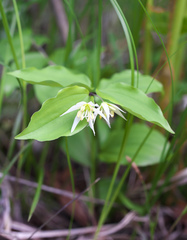 Disporum smilacinum