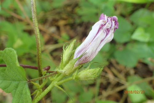 Image of Ipomoea ficifolia by no rights reserved