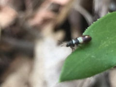 Heterogaster artemisiae