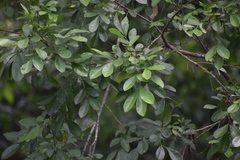 Trichilia havanensis