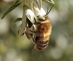 Anthophora quadrimaculata