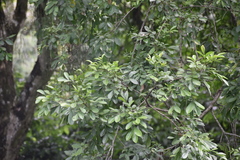 Trichilia havanensis