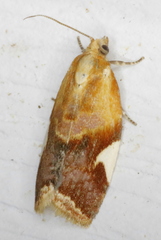 Clepsis persicana