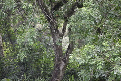 Trichilia havanensis