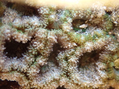 Micromussa indiana