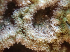 Micromussa indiana