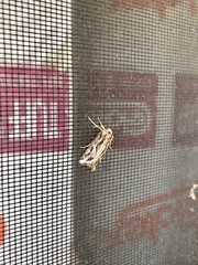 Spodoptera pulchella