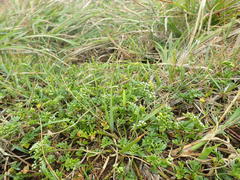 Cnidium japonicum