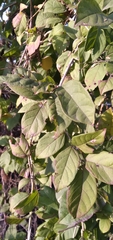 Combretum bracteosum