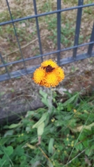 Pilosella aurantiaca