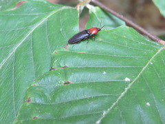 Ampedus rubricollis