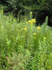 Patrinia scabiosifolia